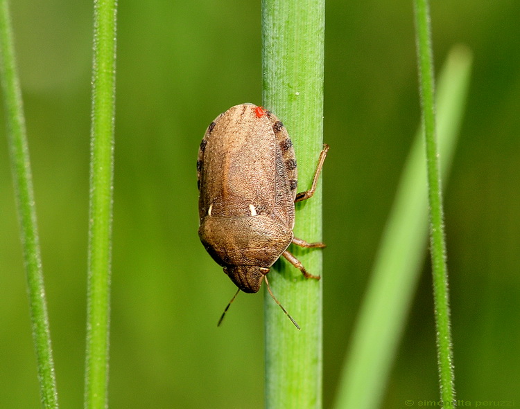 Eurygaster maura